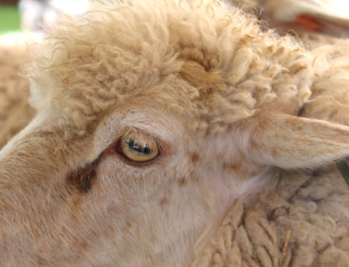Los ojos de las ovejas: ¿A qué se debe la forma de sus pupilas?