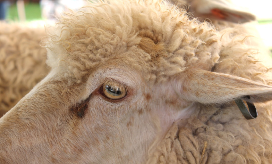 ojos oveja