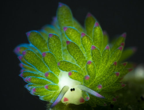 La curiosa oveja de mar: ¿De qué animal estamos hablando?