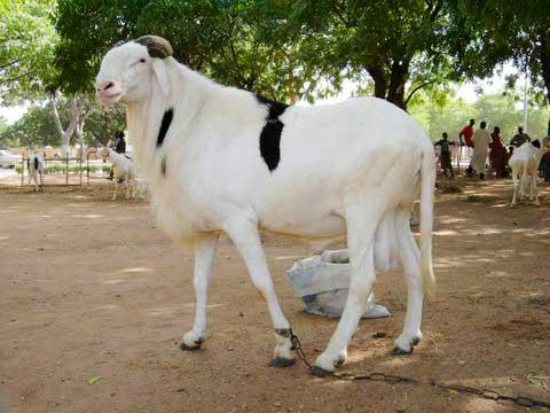 raza oveja ladoum