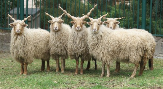 raza oveja racka