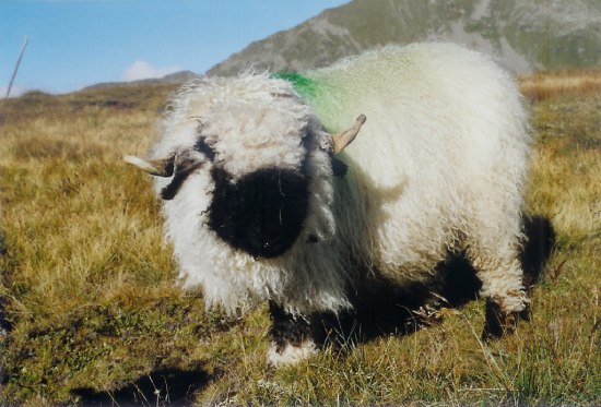 raza oveja valais blacknose