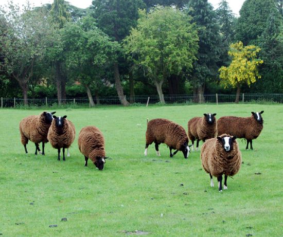 raza oveja zwartbles