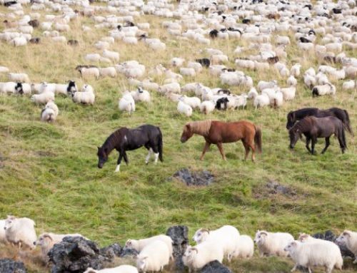 Réttir de Islandia: la reunión anual de ovejas